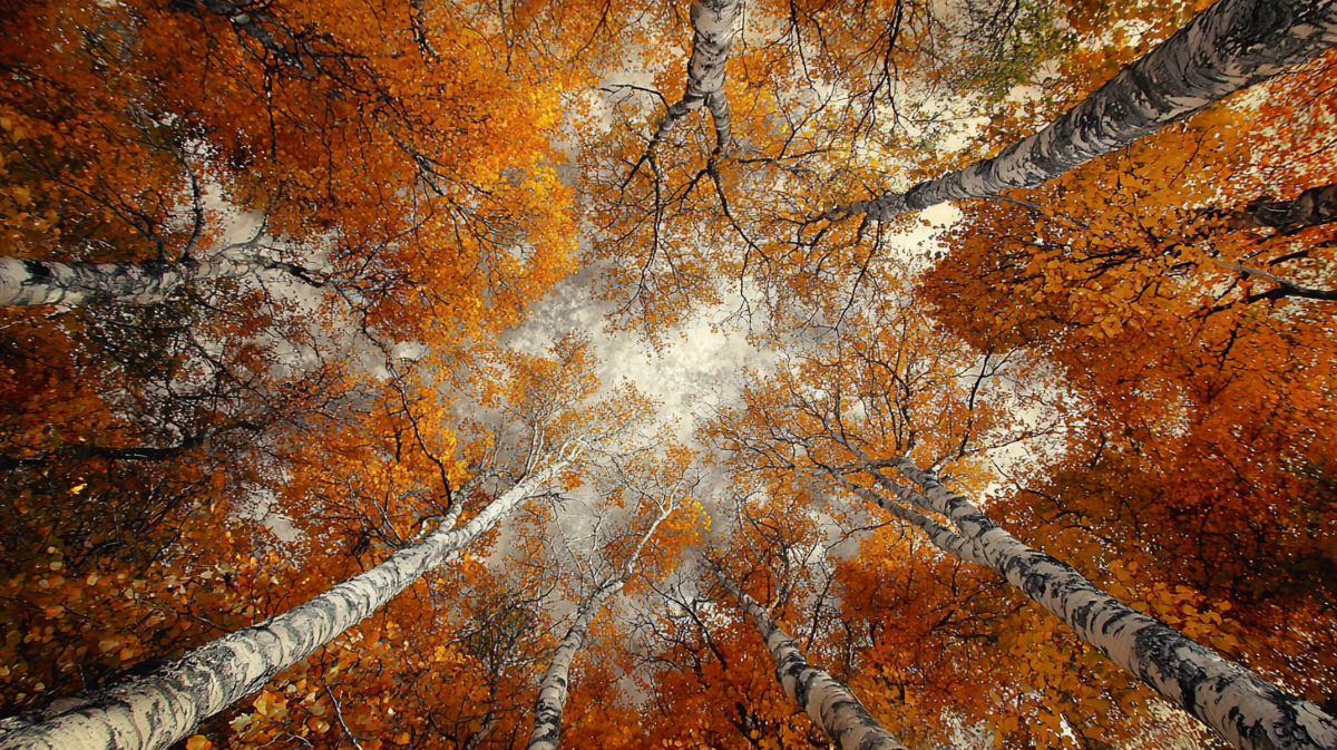 GFI investir dans les forêts, une opportunité verte ou un pari risqué